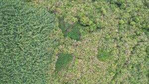 ladang ganja di TNBTS