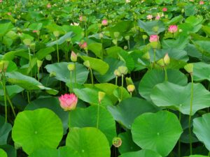Manfaat Tanaman Lotus