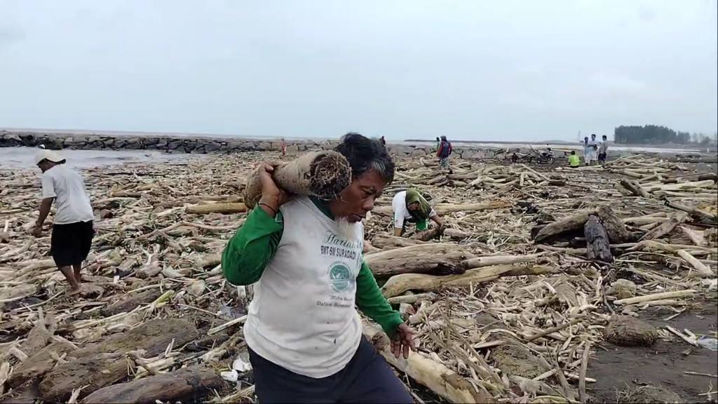kayu gelondongan guci