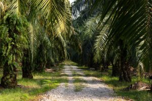 call for paper palm oil 2026