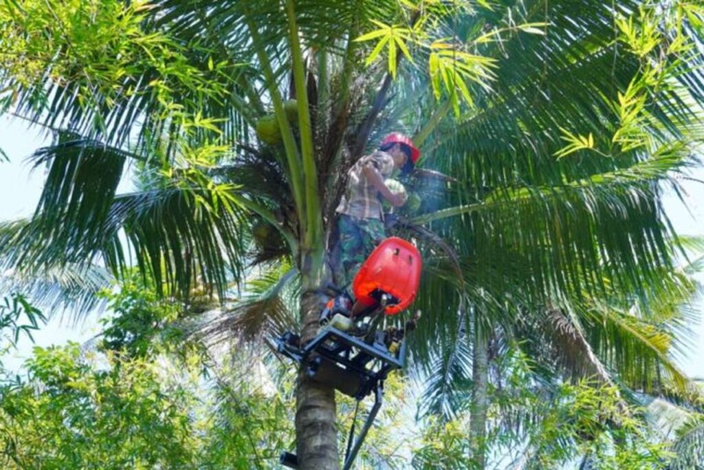 alat panjat pohon kelapa